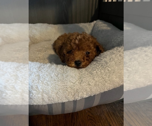Medium Photo #4 Poodle (Toy) Puppy For Sale in LANSDALE, PA, USA