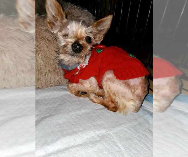 Medium Photo #6 Mutt Puppy For Sale in Vail, AZ, USA