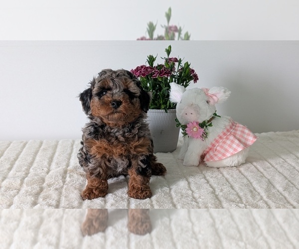 Medium Photo #11 Poodle (Miniature) Puppy For Sale in GOSHEN, IN, USA