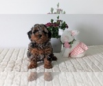 Small #10 Poodle (Miniature)