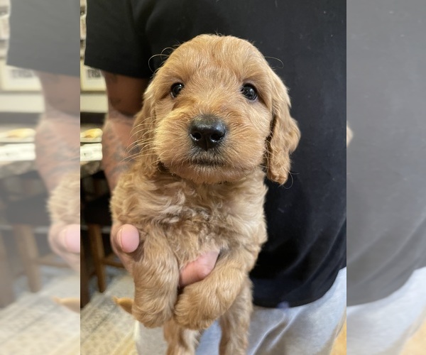 Medium Photo #1 Goldendoodle Puppy For Sale in ELMA, WA, USA