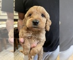 Small Photo #1 Goldendoodle Puppy For Sale in ELMA, WA, USA