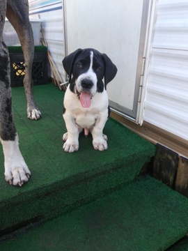 Medium Photo #1 Great Dane Puppy For Sale in FORT MYERS, FL, USA