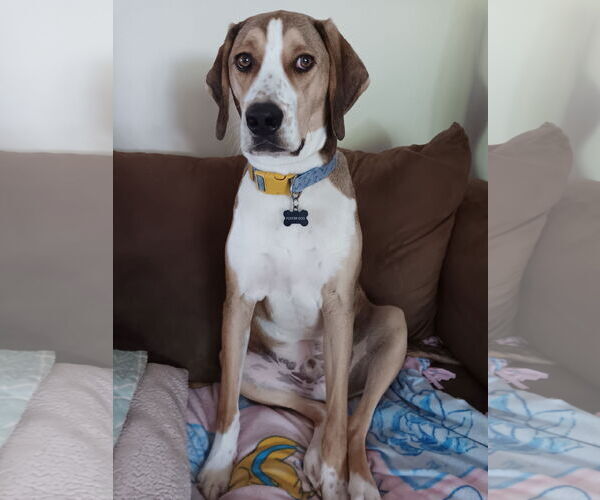 Medium Photo #3 Mutt Puppy For Sale in Morganville, NJ, USA