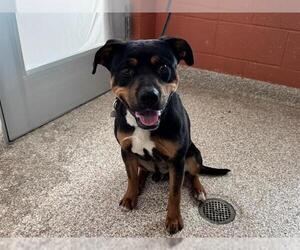 Rottweiler-Unknown Mix Dogs for adoption in Pueblo, CO, USA