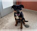 Small Rottweiler Mix