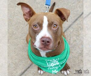 Labrador Retriever-Unknown Mix Dogs for adoption in Washington, DC, USA