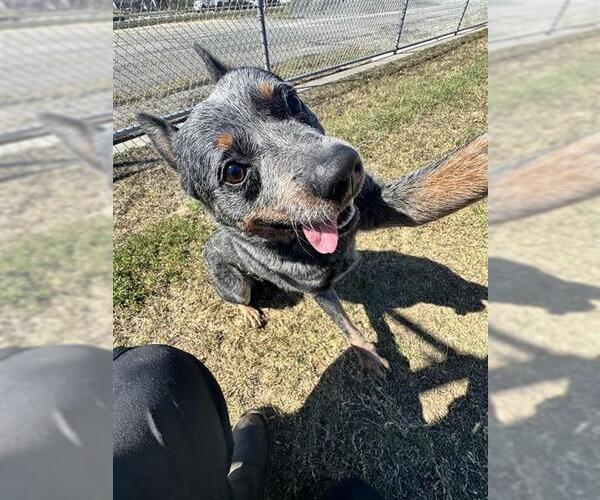 Medium Photo #1 Mutt Puppy For Sale in Corpus Christi, TX, USA