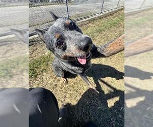 Mutt Dogs for adoption in Corpus Christi, TX, USA