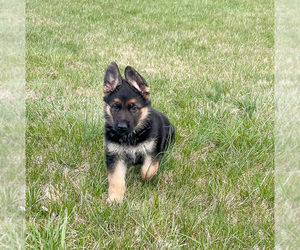 German Shepherd Dog Puppy for sale in YORK, PA, USA
