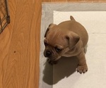 Puppy Rocky Puggle