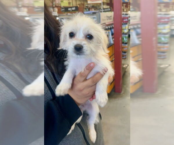 Medium Photo #20 Chihuahua Puppy For Sale in Pacifica, CA, USA