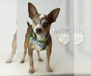 Chihuahua Dogs for adoption in Benton, LA, USA