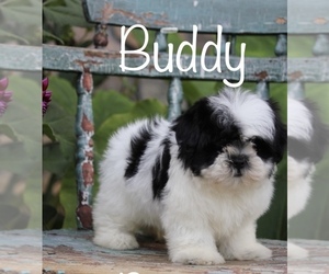 Shih Tzu Puppy for sale in CAPON BRIDGE, WV, USA