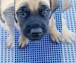 Small Photo #2 American Mastiff Puppy For Sale in ALEXANDRIA, VA, USA