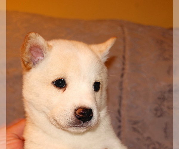 Medium Photo #1 Shiba Inu Puppy For Sale in WILLIMANTIC, CT, USA