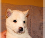 Small Photo #1 Shiba Inu Puppy For Sale in WILLIMANTIC, CT, USA