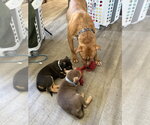 Small #3 Mutt