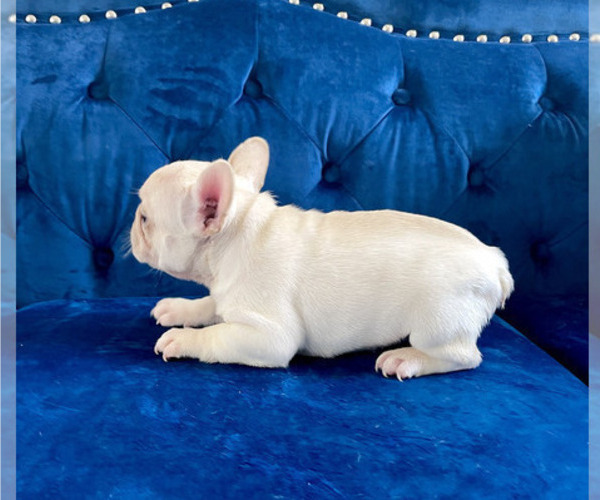 Medium Photo #17 French Bulldog Puppy For Sale in ANDERSONVILLE, TN, USA
