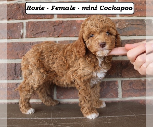 Medium Photo #1 Cockapoo (Miniature) Puppy For Sale in CLARKRANGE, TN, USA
