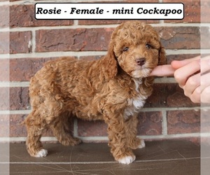 Cockapoo (Miniature) Puppy for Sale in CLARKRANGE, Tennessee USA