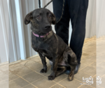 Small #1 Mutt