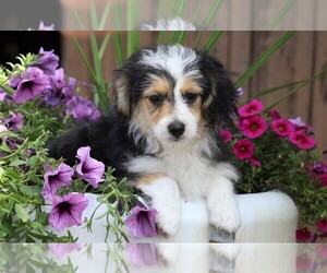 Miniature Australian Shepherd-Poodle (Toy) Mix Puppy for sale in FREDERICKSBG, OH, USA