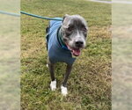 DA 46 Bug - Male Mutt Dog for Adoption - Small photo