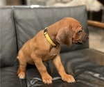 Small #2 Rhodesian Ridgeback