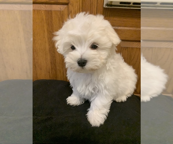 Medium Photo #1 Maltese Puppy For Sale in COMMACK, NY, USA