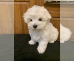 Small Photo #1 Maltese Puppy For Sale in COMMACK, NY, USA