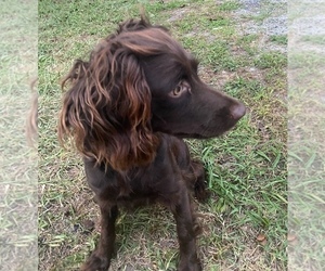 Mother of the Boykin Spaniel puppies born on 01/22/2026