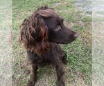 Small Photo #1 Boykin Spaniel Puppy For Sale in PROSPERITY, SC, USA