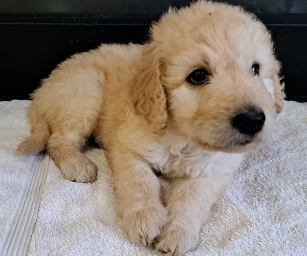 Medium Photo #6 Goldendoodle Puppy For Sale in PELHAM, NH, USA