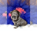 Small Photo #9 French Bulldog Puppy For Sale in MIMS, FL, USA