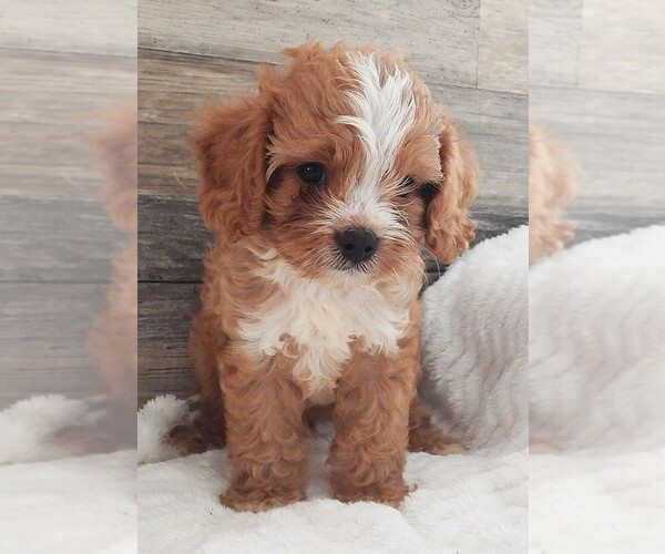 Medium Photo #3 Cavapoo Puppy For Sale in CARLISLE, KY, USA