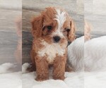 Small #2 Cavapoo