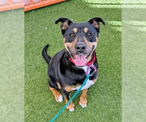 Medium Photo #1 Rottweiler-Unknown Mix Puppy For Sale in Las Vegas, NV, USA