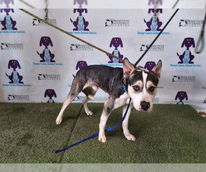 Siberian Husky-Unknown Mix Dogs for adoption in Orlando, FL, USA