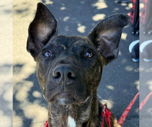 Ringo - Male Black Mouth Cur-Unknown Mix Dog for Adoption - Photo #18