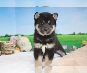 Shiba Inu Puppy for sale in SAN DIEGO, CA, USA