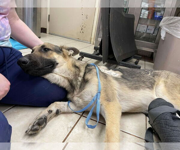 Medium Photo #4 German Shepherd Dog Puppy For Sale in Boonton, NJ, USA