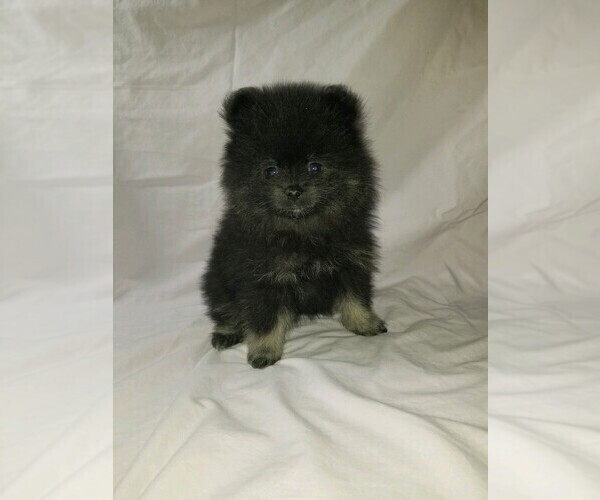 View Ad: Pomeranian Litter of Puppies for Sale near Indiana, LAFAYETTE ...