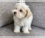 Small Photo #2 Morkie Puppy For Sale in ATL, GA, USA