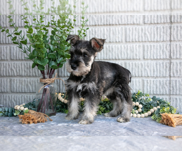 Medium Photo #3 Schnauzer (Miniature) Puppy For Sale in BALTIC, OH, USA