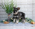 Small Photo #22 Schnauzer (Miniature) Puppy For Sale in BALTIC, OH, USA
