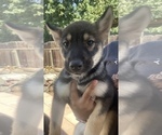 Small Photo #10 German Shepherd Dog-Siberian Husky Mix Puppy For Sale in FRESNO, CA, USA