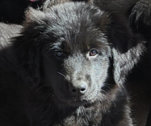 Golden Shepherd Puppy for sale in MODESTO, CA, USA