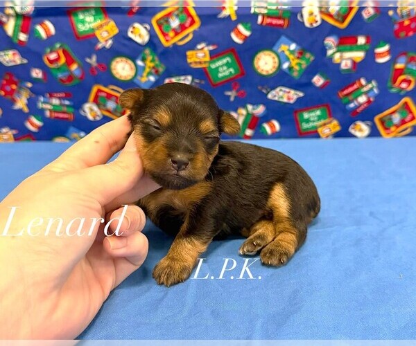Medium Photo #1 Yorkshire Terrier Puppy For Sale in WINNSBORO, LA, USA
