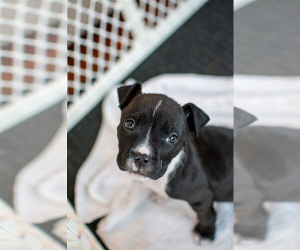 Medium Photo #2 Mutt Puppy For Sale in Germantown, OH, USA